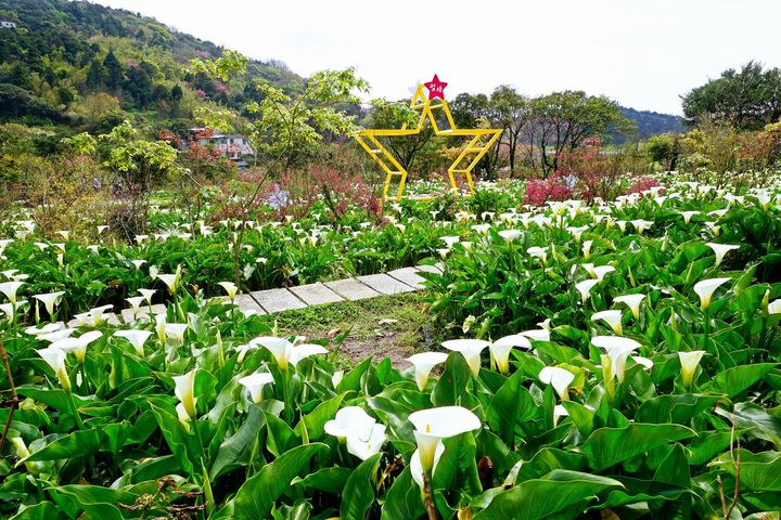 陽明山竹子湖海芋盛開，民眾春遊可前往觀賞。　圖：臺北市政府觀光傳播局／提供