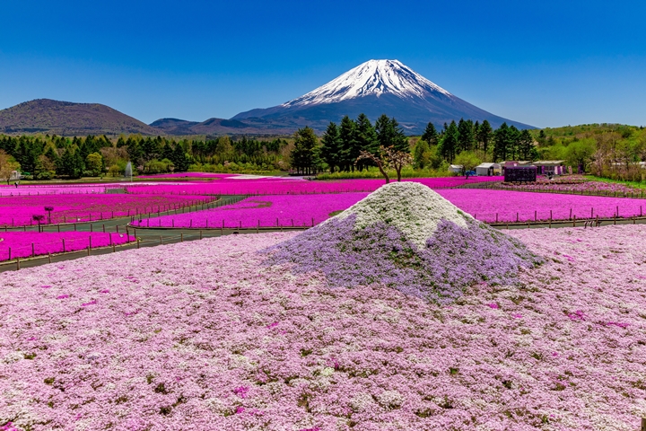 由芝櫻花海打造出的迷你版富士山「芝櫻富士」可愛又吸睛！　圖：富士急行／來源