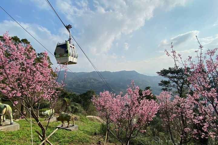 全台最長的觀光休憩纜車貓纜。　圖：臺北市政府觀光傳播局／提供