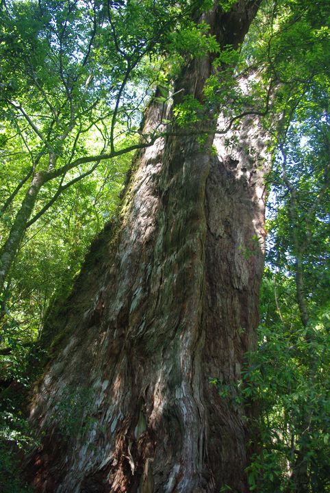 ▲拉拉山24號巨木。　圖：農委會林務局／提供