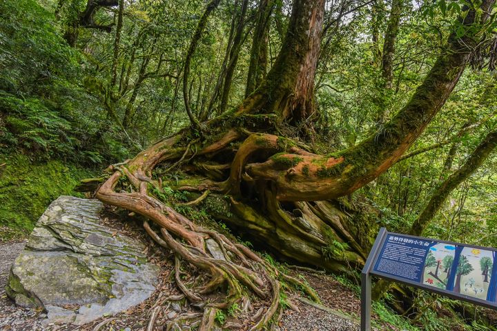 桃園拉拉山雄偉巨木樹種繁多，是珍貴森林資產。　圖：shutterstock／來源 