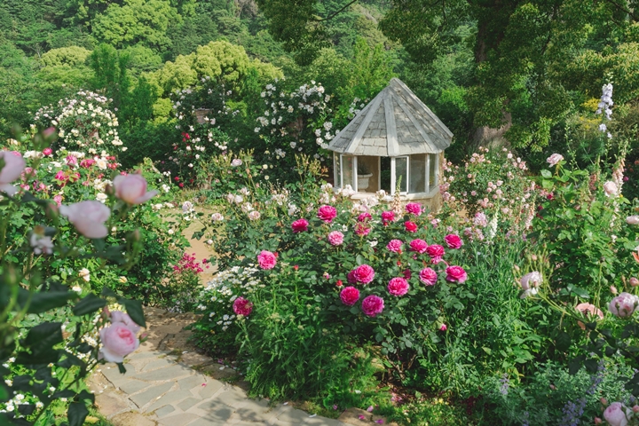 ▲境內「英式玫瑰庭園」周圍栽種品種以各種類的英式玫瑰為主，飄散高雅花香。　圖：ACAO SPA & RESORT／來源