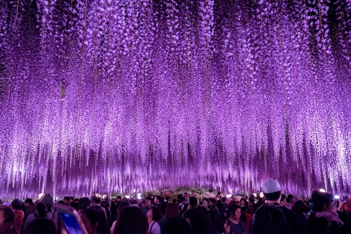 日本的紫藤花也提早開！足利花卉公園大藤節現正熱鬧