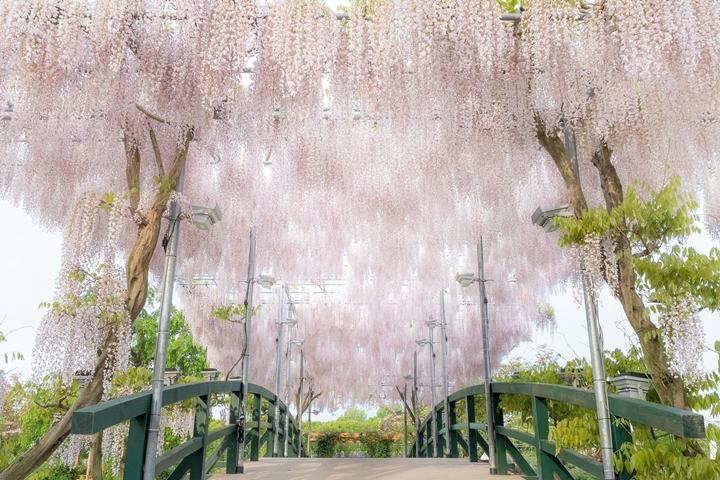 ▲薄紅藤花橋。　圖：足利花卉公園／來源