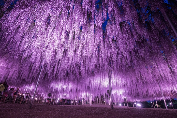 ▲夜間點燈後展現出的魔幻氛圍就像帶領遊客踏入異世界。　圖：足利花卉公園／來源