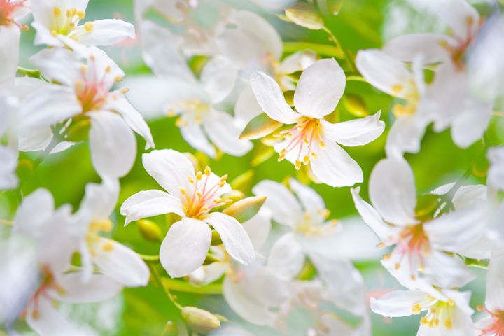 進入五月份，迎來雪白油桐花季。　圖：shutterstock／來源