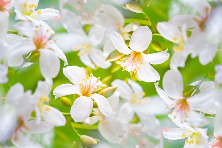 進入五月份，迎來雪白油桐花季。　圖：shutterstock／來源