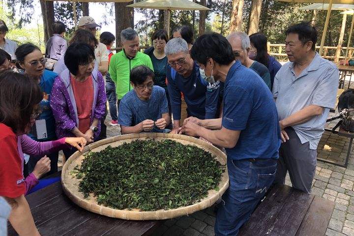 ▲藤枝手揉山茶體驗。　圖：高雄市政府觀光局／提供