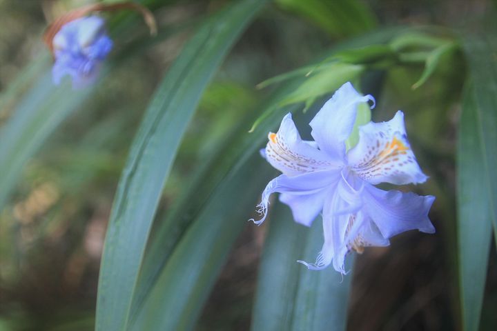 ▲藤枝園區內生長台灣特有種台灣鳶尾。　圖：高雄市政府觀光局／提供