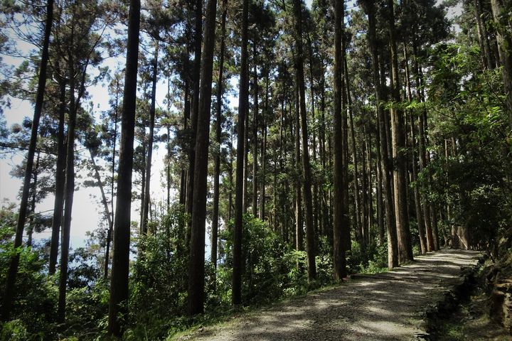 藤枝森林遊樂區步道系統林相優美。　圖：高雄市政府觀光局／提供