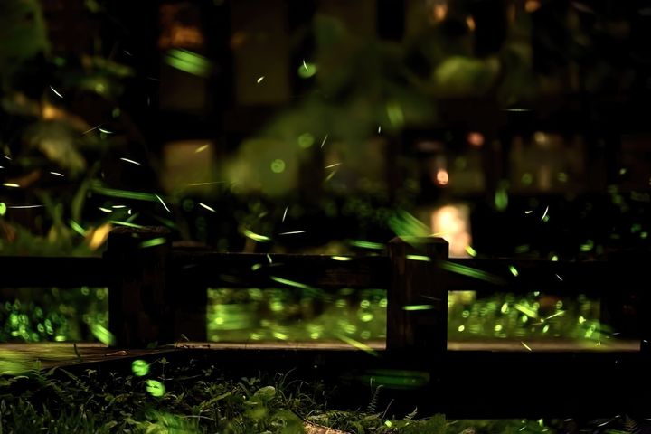 生態園區螢火蟲生態。　圖：台中市政府觀光旅遊局／提供