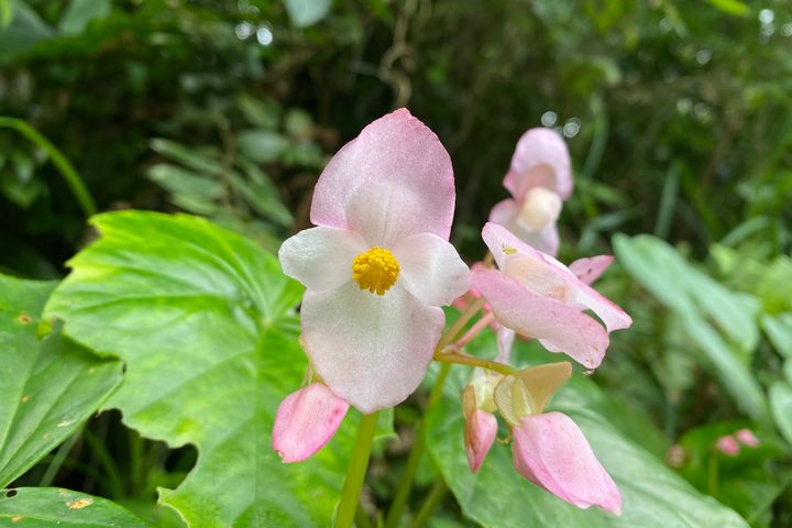 ▲來鯉魚潭認識在地民俗植物。　圖：花東縱谷國家風景區管理處／提供