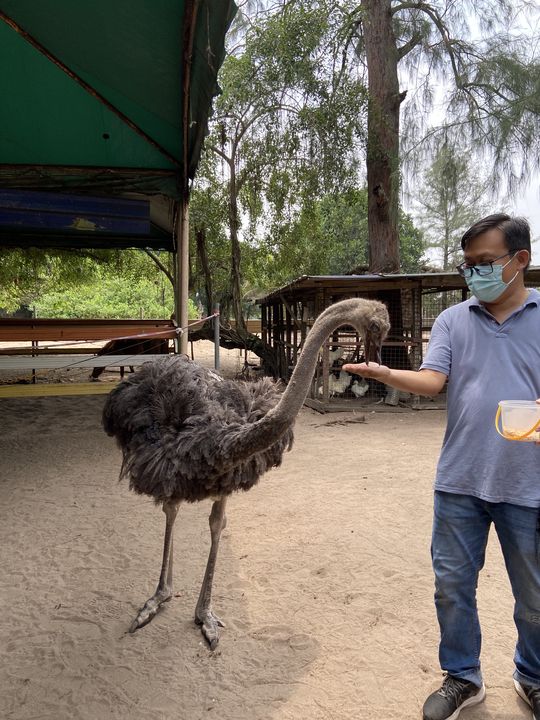 ▲旅客可近距離與鴕鳥互動、餵食。　記者-謝旻蒨／攝