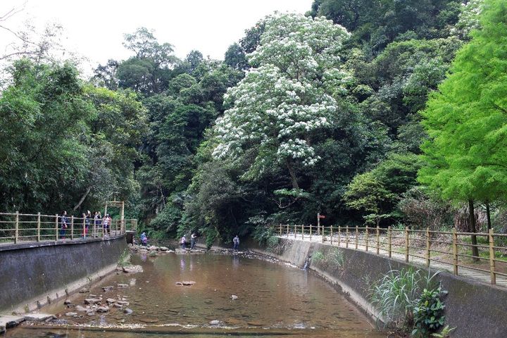 ▲富民親水公園是基隆賞油桐花的去處。　圖：基隆市政府觀光及城市行銷處／提供