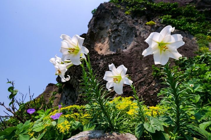 遇見基隆最美的季節！螢光閃閃、桐花秘境大公開