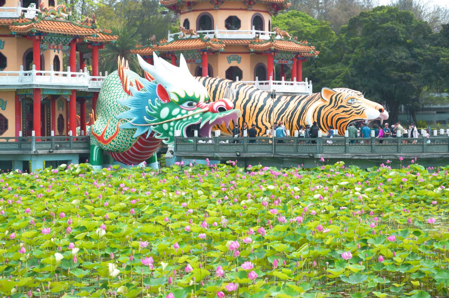 龍虎塔與蓮池潭盛開蓮花。　圖：高雄市政府觀光局／提供 