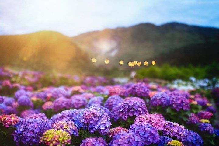 繡球花季期間遊陽明山，放眼望去紫色花海真是美極了。　圖：臺北市政府觀光傳播局／提供 