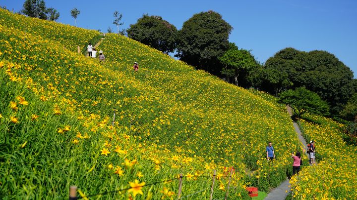 ▲盛開的金針花讓虎山巖換了風情。　圖：參山國家風景區管理處／提供