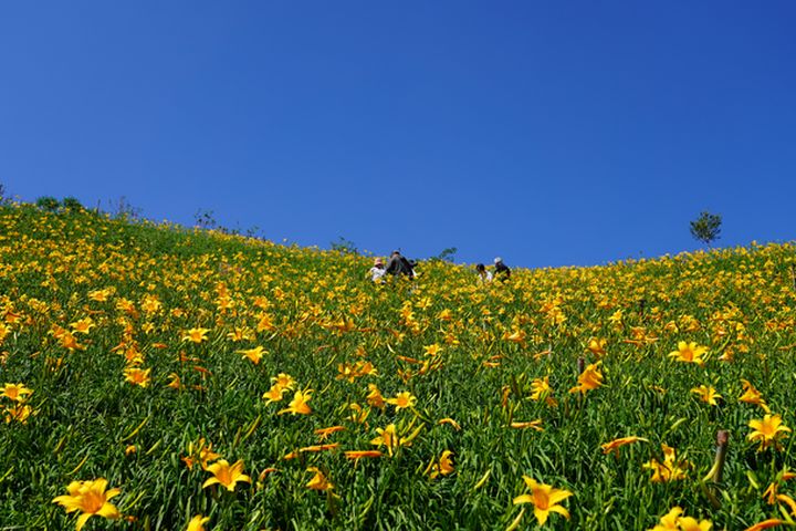 彰化花壇虎山巖金針花開了，被譽為是5月份全國最佳賞花景點。　圖：參山國家風景區管理處／提供 