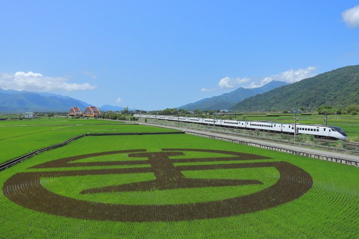 6月中旬稻米收割前，搭乘火車行經玉里-富里段，可看到巨大臺鐵logo彩繪稻田。　圖：交通部臺灣鐵路管理局／提供 