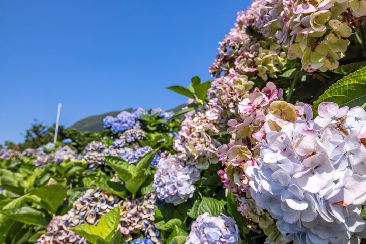 ▲喜歡接觸大自然的民眾，可至竹子湖拍遍繡球花。　圖：臺北市政府觀光傳播局／提供