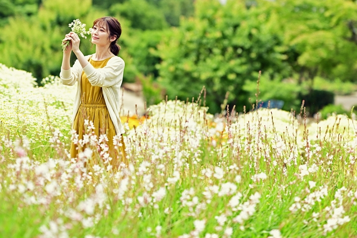 為期4天的春之收穫祭開放遊客漫步花田採摘洋甘菊，每一瞬間都是美照最佳時刻。　圖：神戶Resort service株式會社／來源