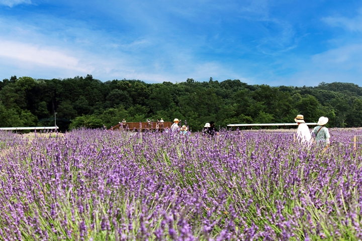 安排6月去關東旅行，別錯過順遊埼玉縣的薰衣草花海！　圖：一般社團法人嵐山町觀光協會／來源