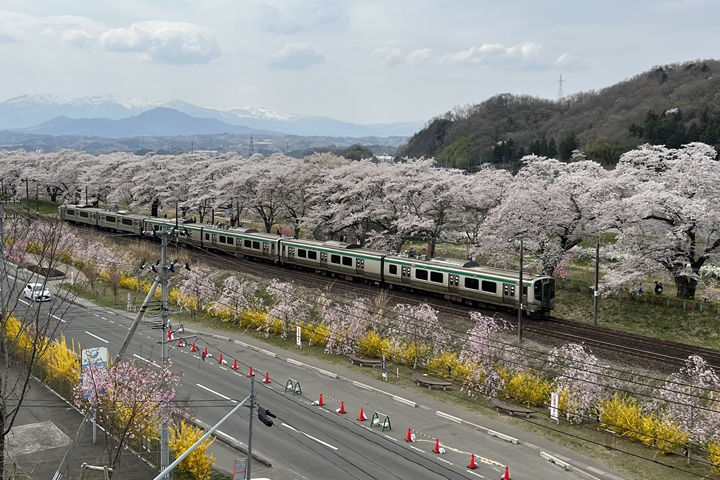 ▲花季期間列車經過船岡站至大河原站會刻意減速慢行，讓遊客飽覽櫻花美景、捕捉櫻花與列車同框美照。　圖：向日遊顧問有限公司／來源