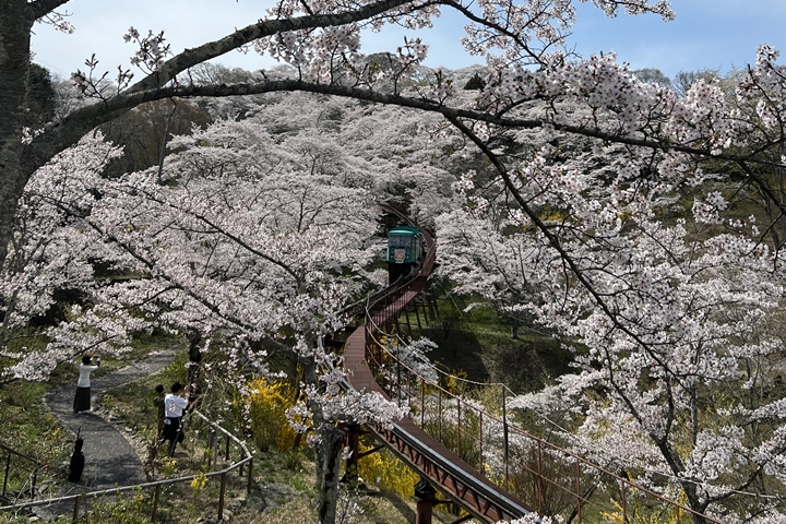 ▲船岡城址公園爬坡車穿梭櫻花隧道景象如詩如畫。　圖：向日遊顧問有限公司／來源