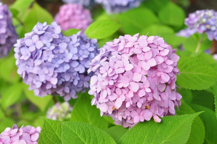 土壤酸鹼度影響著繡球花色而有「花中千面女郎」封號。　圖：臺北市政府工務局公園路燈工程管理處／提供