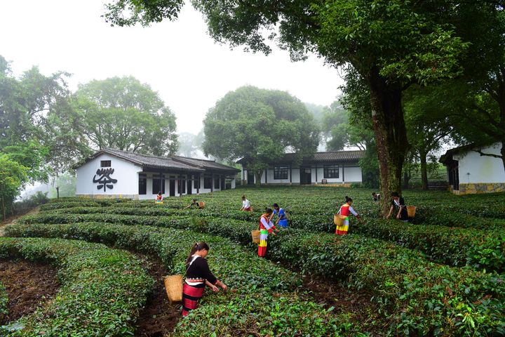 ▲雲南省普洱市思茅茶博園。　圖：海峽兩岸旅遊交流協會／提供