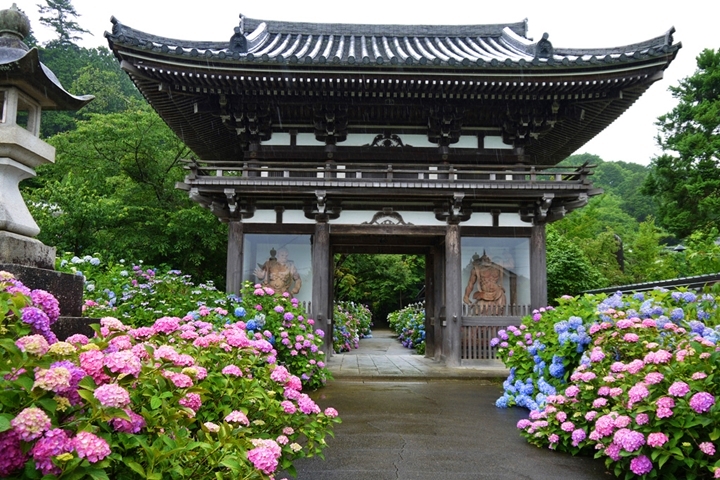丹州觀音寺境內擁有約1萬株繡球花，各色花海相互爭艷。　圖：京都府／來源