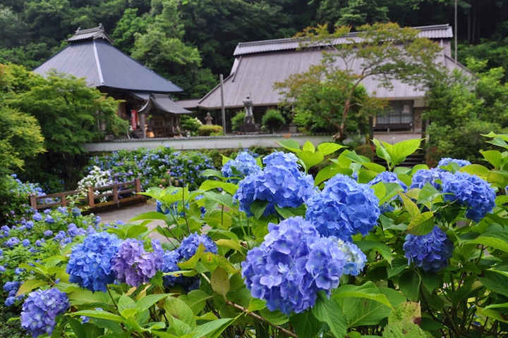 ▲主打風鈴與繡球花雙重享受的東光院位於京都市郊，距離JR京都站車程約2小時。　圖：京都府／來源