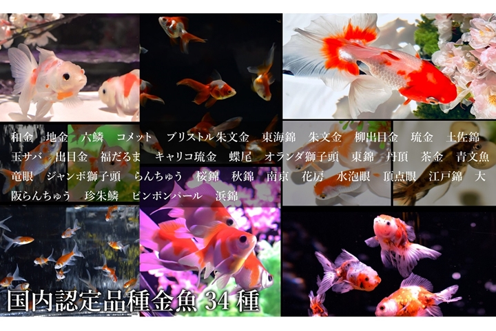 ▲被日本國內機構「日本觀賞魚振興事業協同組合」認定的34種品種，來到館內能一次欣賞！　圖：ART AQUARIUM製作委員會／來源