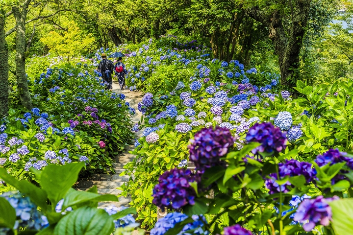 300萬朵震撼繡球花海！日本靜岡下田繡球花祭今開跑