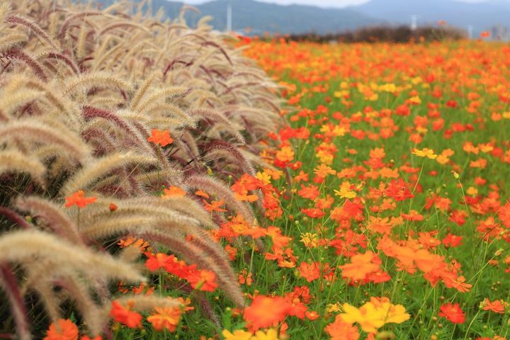 ▲大佳河濱公園9月後可賞金黃色花海。　圖：臺北市政府工務局公園路燈工程管理處／提供