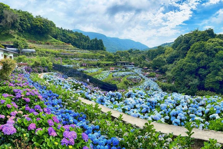 夏遊「花IN台北」繡球、蜀葵花海接力綻放