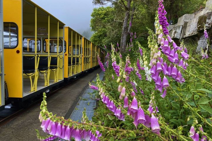 太平山國家森林遊樂區人氣機械遊樂設施「蹦蹦車」，新車將於6/13啟用。　圖：林務局／提供 