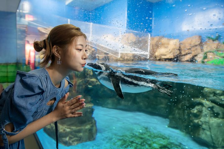 日籍女星阿部瑪利亞和 Xpark 館內企鵝拍下互動美圖。　圖：Xpark／提供