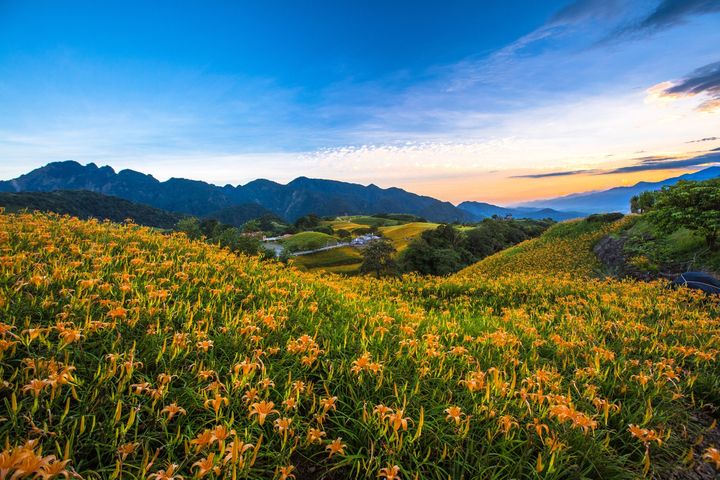 ▲玉里赤科山金針花海。　圖：花東縱谷國家風景區管理處／提供