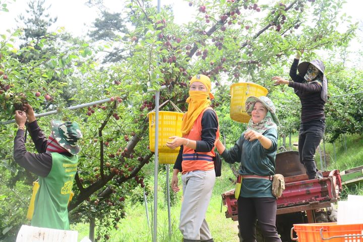 ▲梨山果農採收李子。　圖：參山處／提供