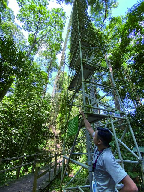 ▲天空步道建在雨林中央，是烏魯淡武廊國家公園內知名的設施。　記者-陳妍潔／攝  