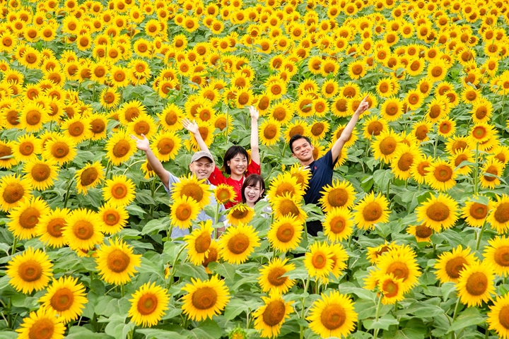 ▲向日葵同時也是代表津南町的町花，深受當地居民與外地遊客喜愛。　圖：新潟縣觀光協會／來源