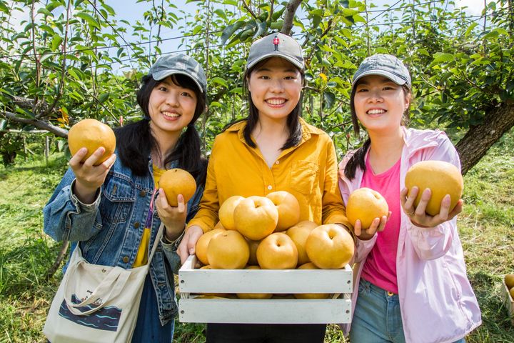 梨之香採果行程。　圖：參山國家風景區管理處／提供