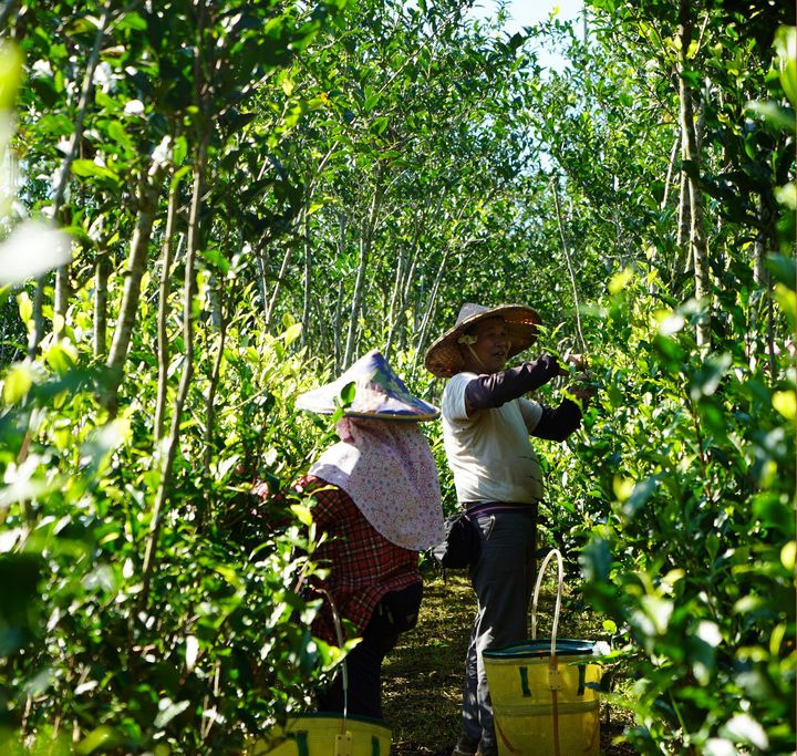 ▲石城實業總經理朱俊宏從祖父開始至今，擁有種茶、製茶、烘焙超過百年經驗。　圖：石城實業／提供