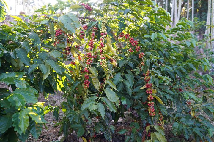 ▲足紅生態咖啡莊園。　圖：石城實業／提供