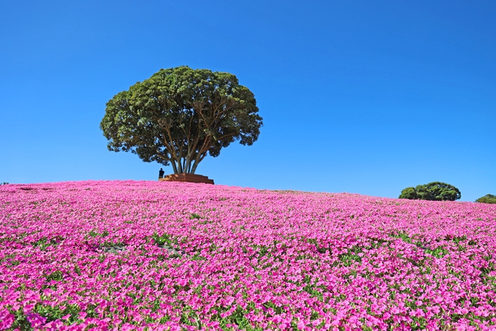 現在就是最佳觀賞期！日本千葉夏日絕景「桃色吐息」