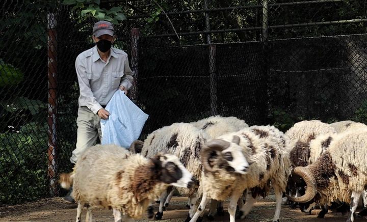 ▲不論颳風下雨，保育員們都是照料園區上千隻動物「兒女」的暖男「爸比」。　圖：六福村／提供