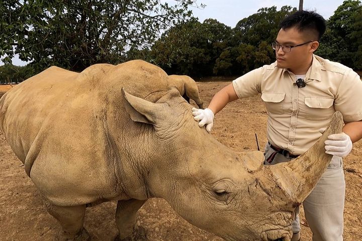 六福村「保育員爸爸」們每日輪流照顧動物起居，是鐵漢柔情的動物「爸比」。　圖：六福村／提供