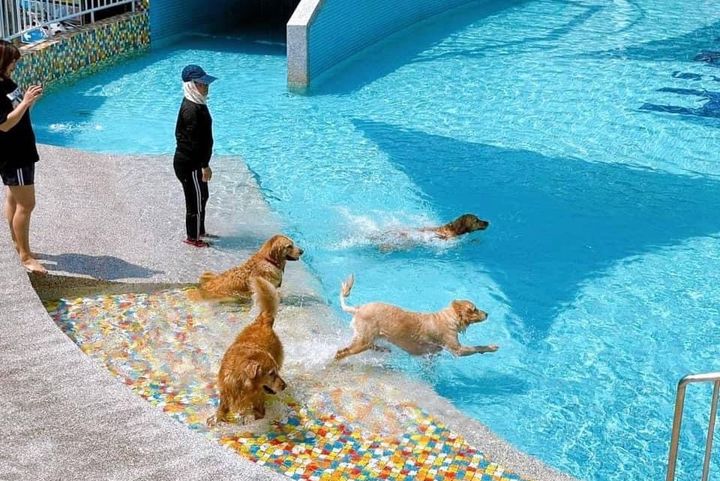 ▲園區內附設寵物專屬超大泳池「水世界」。　圖：HIONE 啵比星球／提供